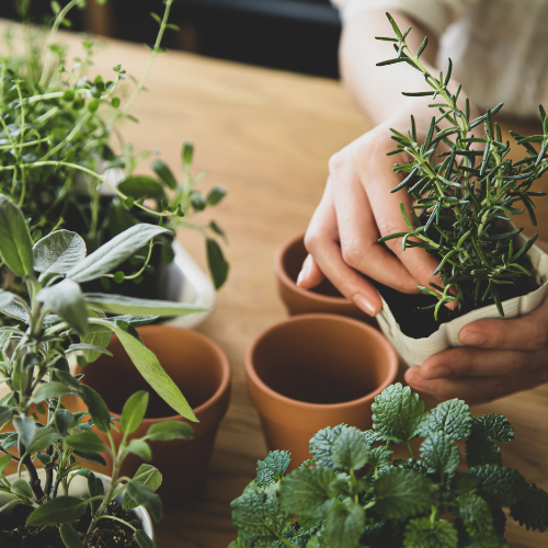 A person's hand is placing a small rosemary plant into a terracotta pot. Various potted herbs, including mint and sage, are arranged on a wooden table. Other empty terracotta pots are also present on the table.