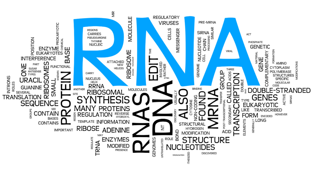 A word cloud highlights terms related to RNA. "RNA" in large blue letters dominates the center. Surrounding words include "sequence," "protein," "synthesis," "ribosome," "genetically modified nucleotide," "molecule," "uracil," "genomes," and "genes" in black letters of varying sizes.