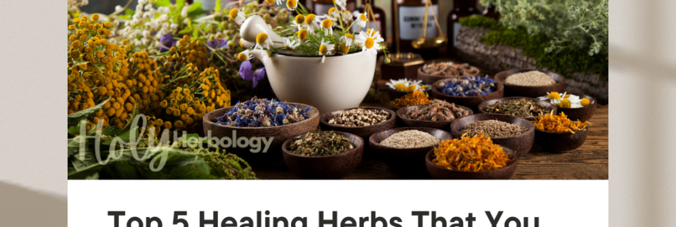 A news image featuring an assortment of healing herbs. A bowl and small glass jars contain dried herbs, flowers, and spices. Text reads "Top 5 Healing Herbs for Cold and Flu That You Must Know." Below is a URL: www.holyherbology.com. Background includes a search bar and "Breaking News" heading.