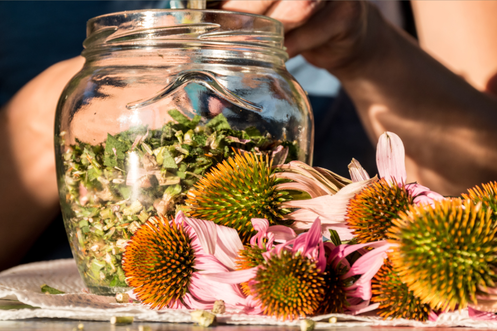 Close-up of a person preparing herbs at a table. The jar labeled "Holy Herbology" is filled with chopped green herbs known for their anti-inflammatory properties. In front of the jar, several echinacea flowers with pink petals and spiky orange centers add a vibrant touch. The background is blurred, focusing attention on the hands and herbs.