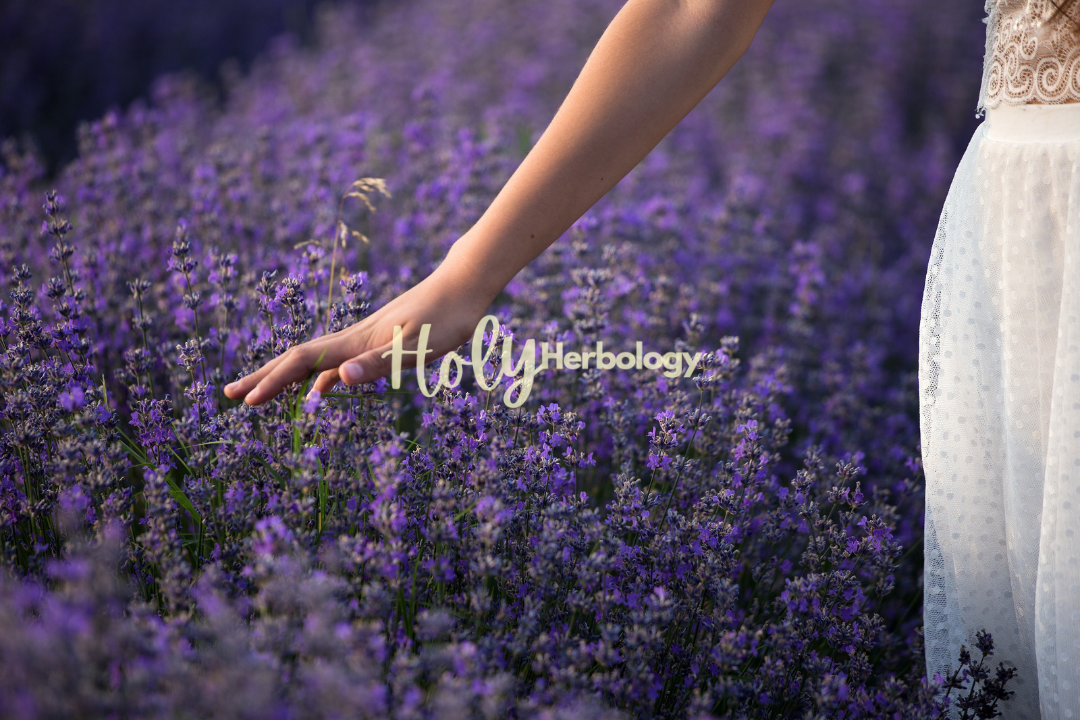 A person in a white dress gently touches a lush field of blooming lavender with their hand. The vibrant flowers, known for promoting tranquility and relaxation, are densely packed, creating a serene and calming atmosphere. The text "Holy Herbology" is overlaid on the image.